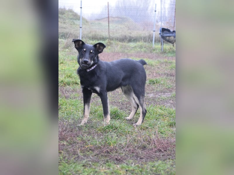 Dobby - freundlicher, menschenbezogener, verschmuster Junghund