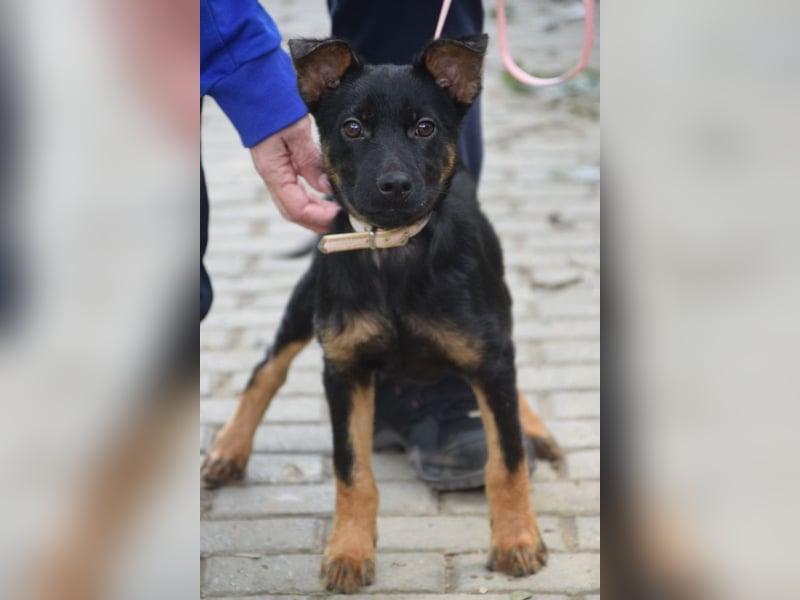 Chico - liebenswerter, junger Rüde der verschmust und verspielt ist