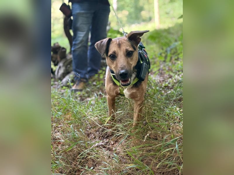 Gino - auf PS in 53797 Lohmar - freundlicher, liebevoller Rüde der anfangs etwas schüchtern ist