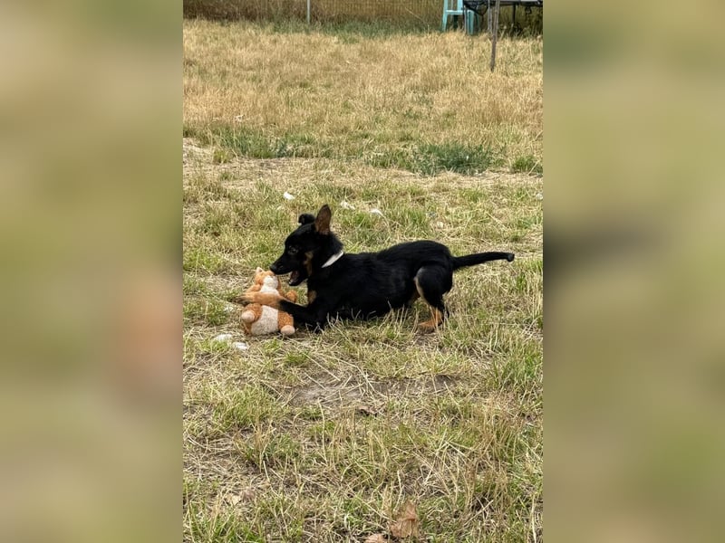 Chico - liebenswerter, junger Rüde der verschmust und verspielt ist