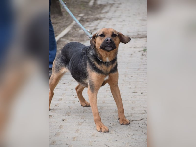 Persil - liebt es gekrault und gekuschelt zu werden, neugierig & freundlich
