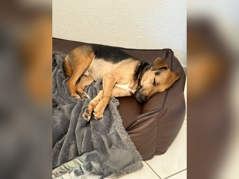Gino - auf PS in 53797 Lohmar - freundlicher, liebevoller Rüde der anfangs etwas schüchtern ist