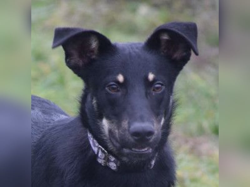 Dobby - freundlicher, menschenbezogener, verschmuster Junghund