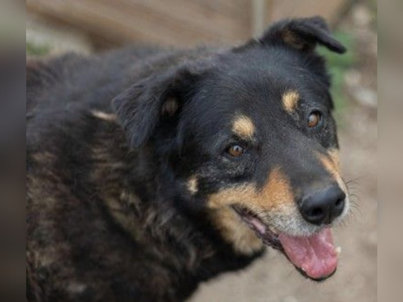 Unser lieber, verschmuster Goliat sucht seine Familie