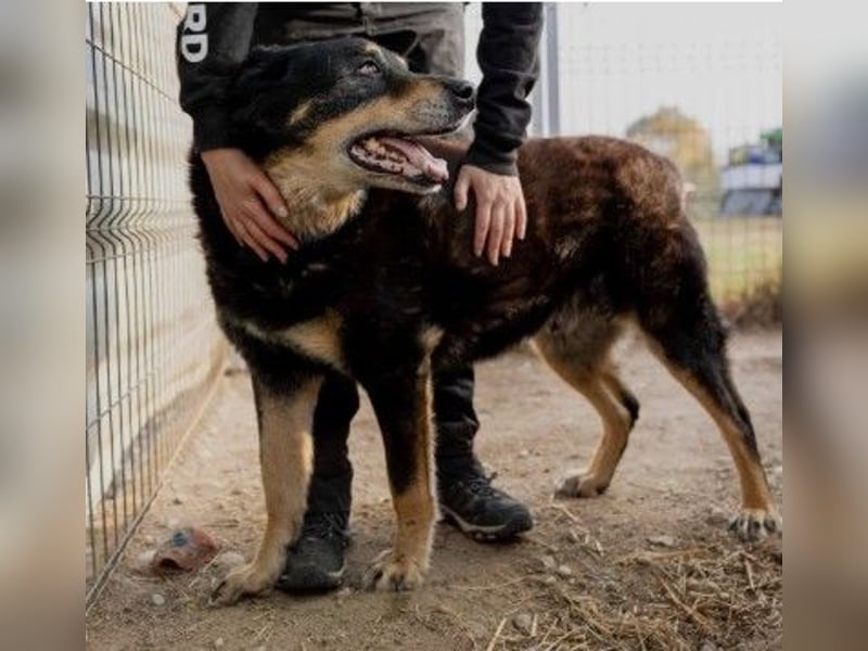 Unser lieber, verschmuster Goliat sucht seine Familie
