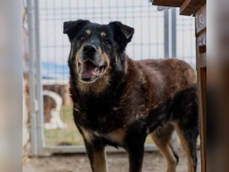 Unser lieber, verschmuster Goliat sucht seine Familie