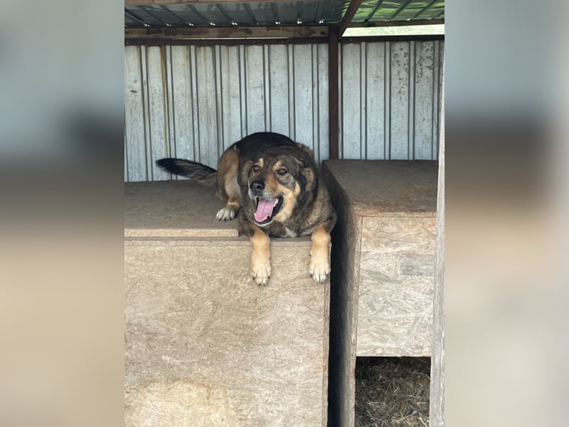 Watson-Pflegestelle/Zuhause gesucht