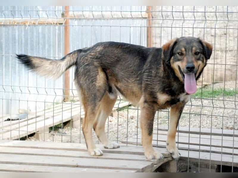 Watson-Pflegestelle/Zuhause gesucht