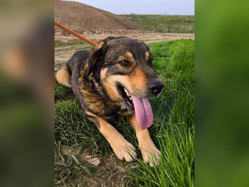 Watson-Pflegestelle/Zuhause gesucht