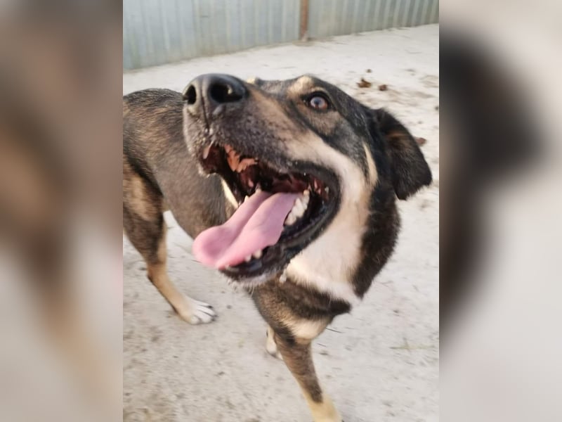 Watson-Pflegestelle/Zuhause gesucht