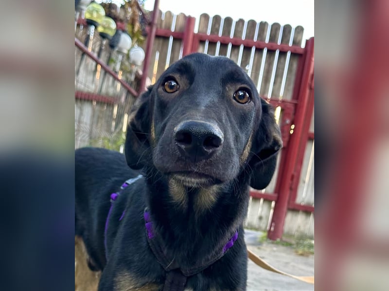 Robin - junger Schäferhundemix sucht liebevolles Zuhause