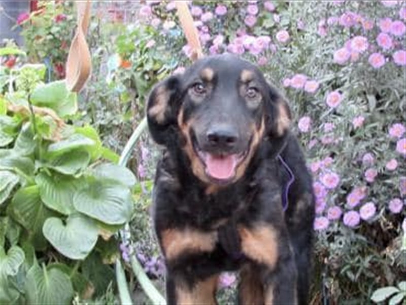 Hugo - toller Junghund sucht Familie