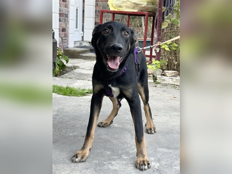 Robin - junger Schäferhundemix sucht liebevolles Zuhause