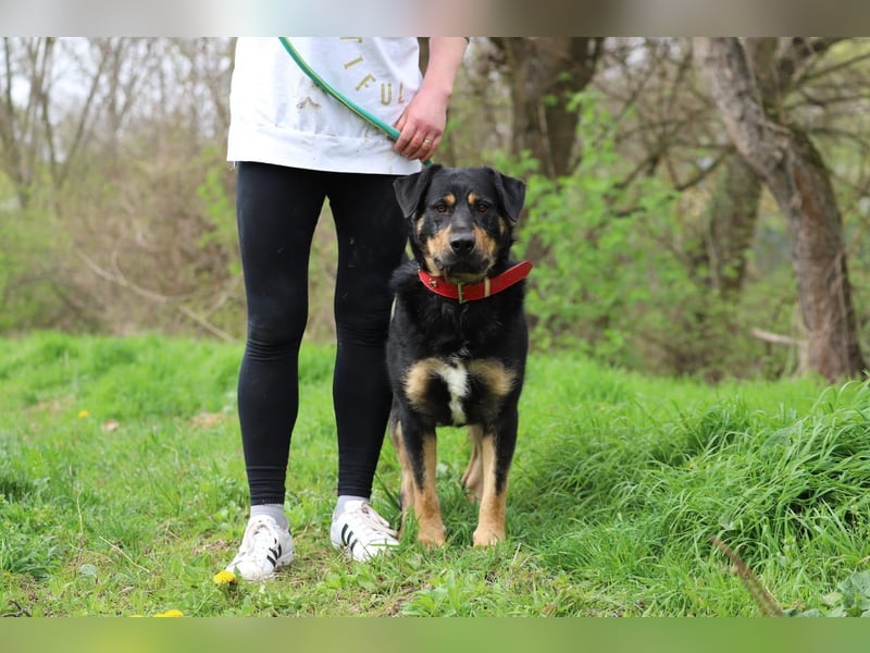 OSKAR - wer zeigt dem traurigen Hundemann wie schön ein Hundeleben sein kann?