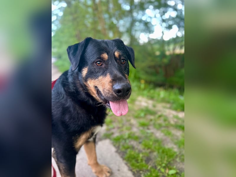 OSKAR - wer zeigt dem traurigen Hundemann wie schön ein Hundeleben sein kann?