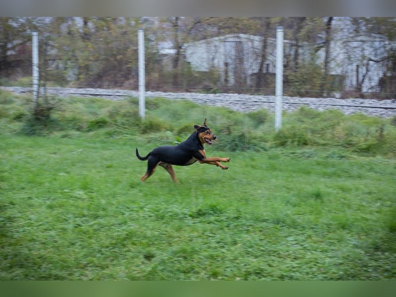 Chico - Junger Rüde möchte lernen, toben, spielen und am Liebsten mit Ball