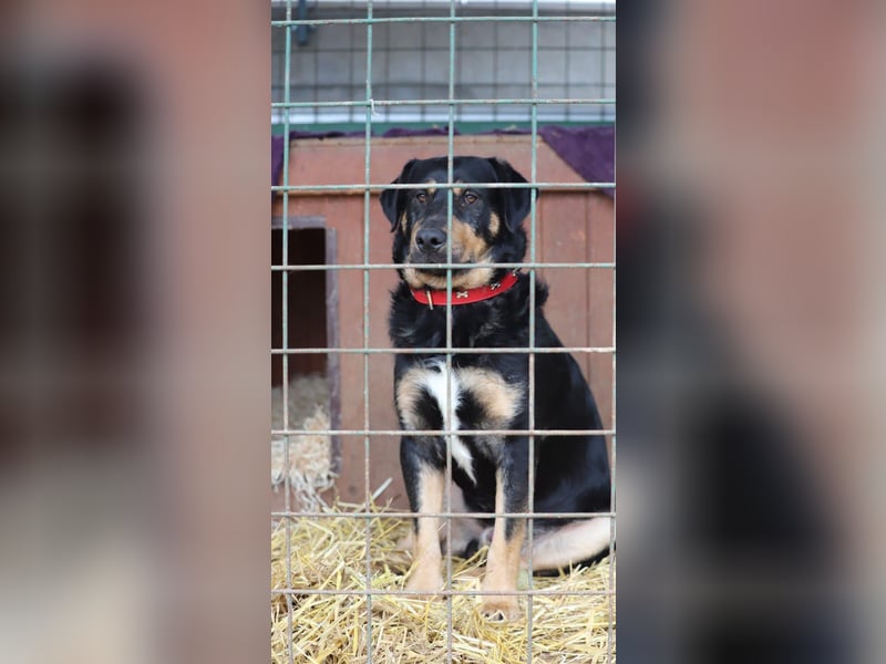 OSKAR - wer zeigt dem traurigen Hundemann wie schön ein Hundeleben sein kann?