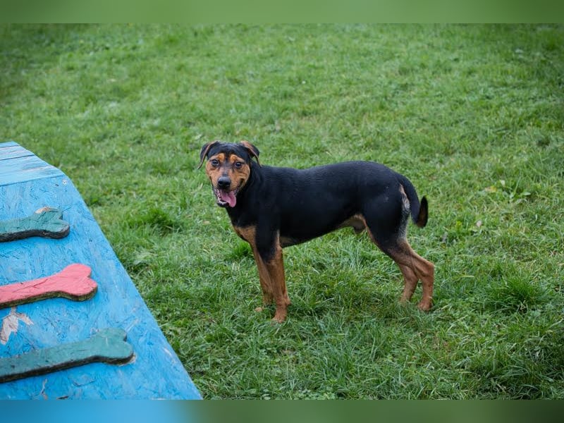 Chico - Junger Rüde möchte lernen, toben, spielen und am Liebsten mit Ball