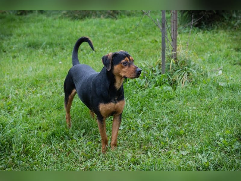 Chico - Junger Rüde möchte lernen, toben, spielen und am Liebsten mit Ball