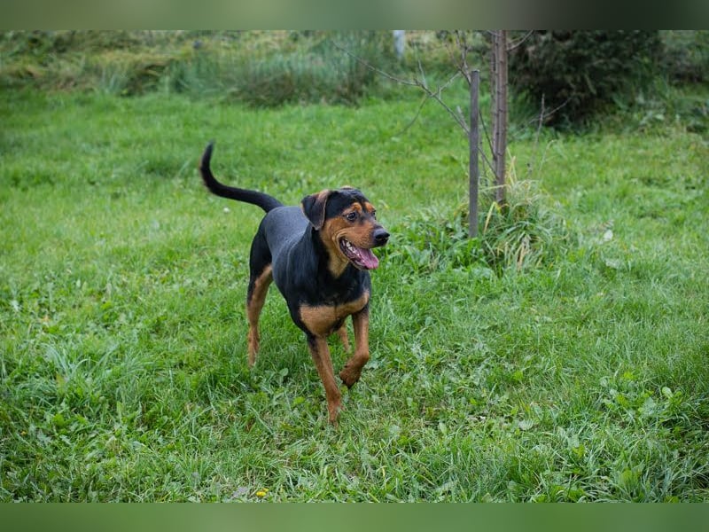 Chico - Junger Rüde möchte lernen, toben, spielen und am Liebsten mit Ball