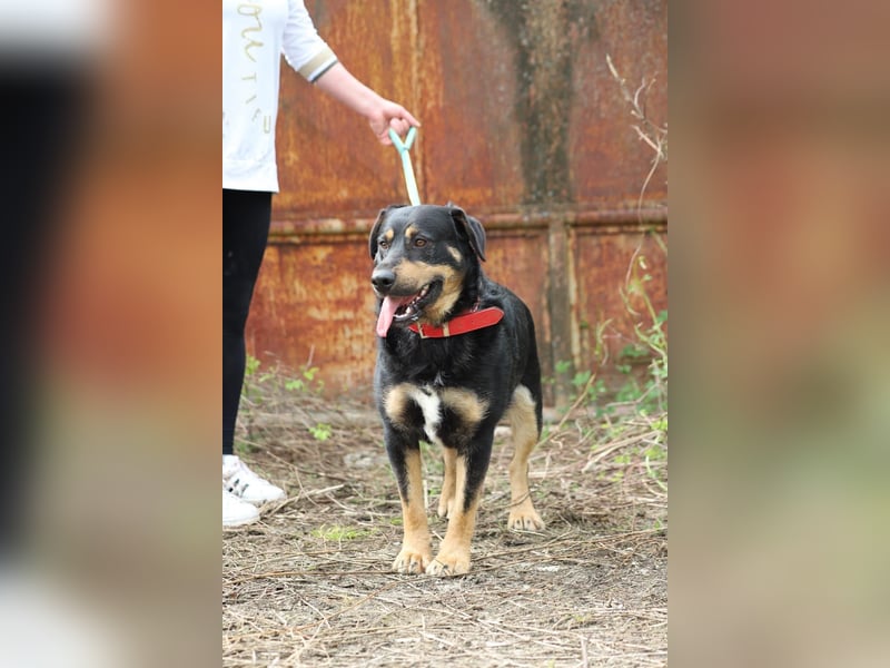 OSKAR - wer zeigt dem traurigen Hundemann wie schön ein Hundeleben sein kann?