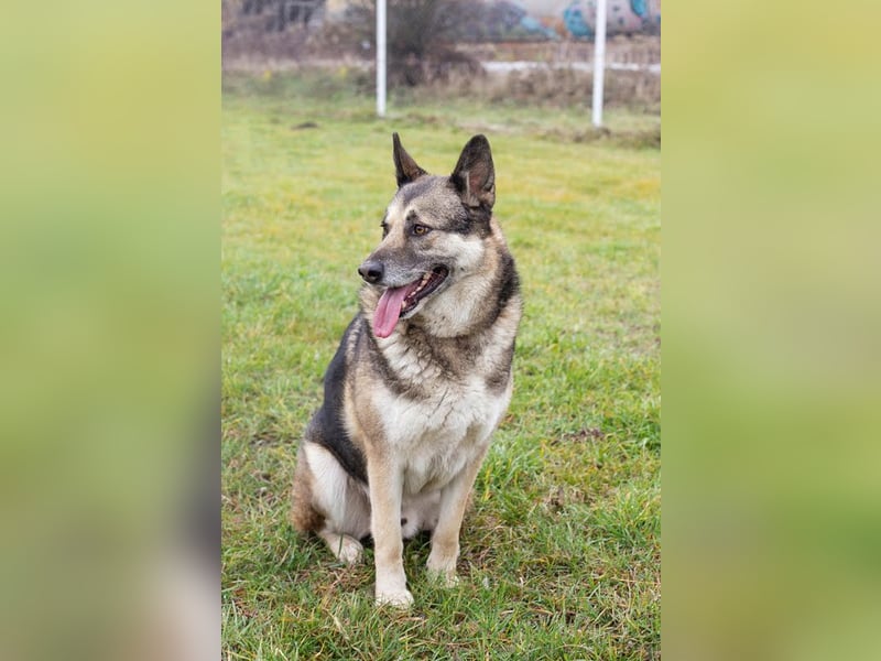 DAX - der hübsche Senior liebt Menschen, lernt schnell + gerne und sucht eine hundeerfahrene Familie