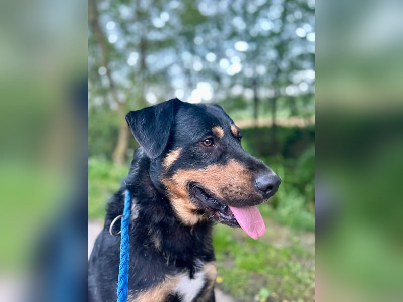 OSKAR - wer zeigt dem traurigen Hundemann wie schön ein Hundeleben sein kann?
