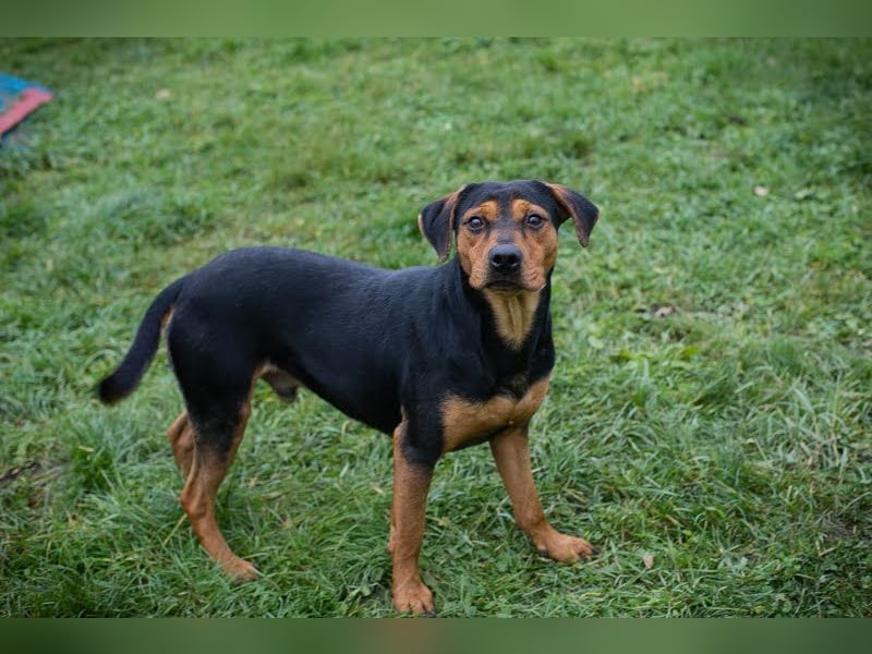 Chico - Junger Rüde möchte lernen, toben, spielen und am Liebsten mit Ball