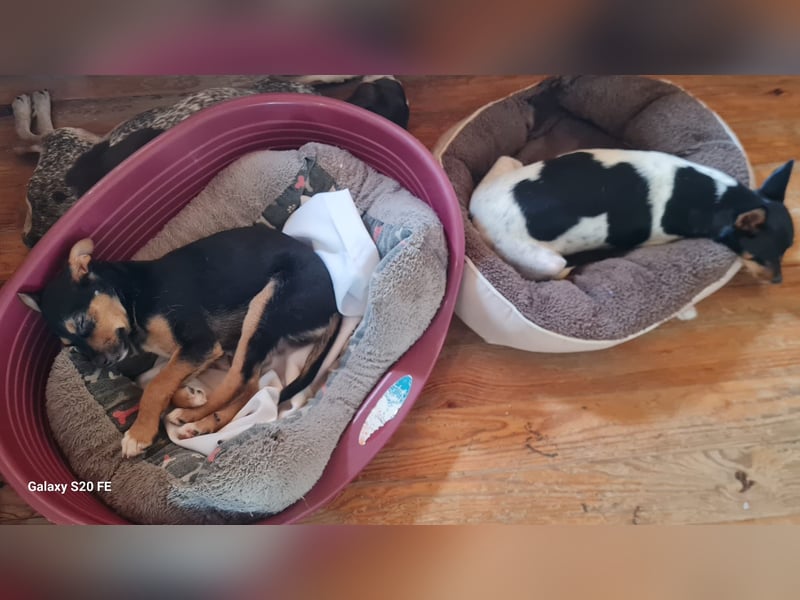 Jaschi – kleiner Kerl mit ganz großem Herz sucht sein Für-Immer-Zuhause!