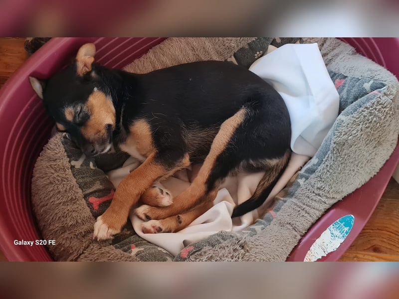 Jaschi – kleiner Kerl mit ganz großem Herz sucht sein Für-Immer-Zuhause!