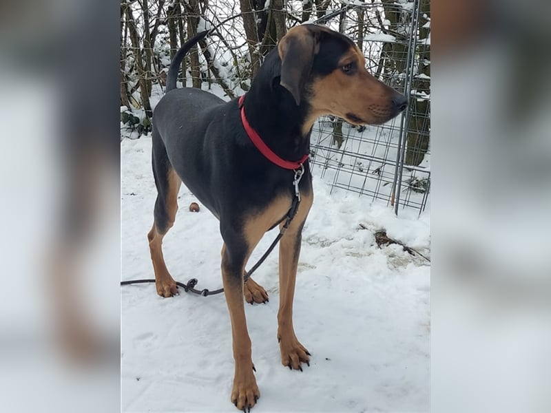 Pico ist bereits in Deutschland