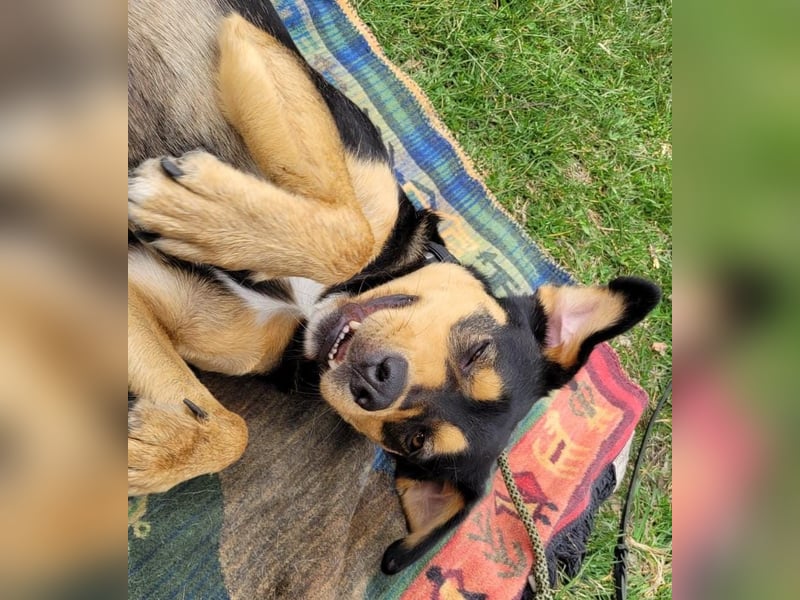 Zako sucht sein Für-Immer-Zuhause ❤️