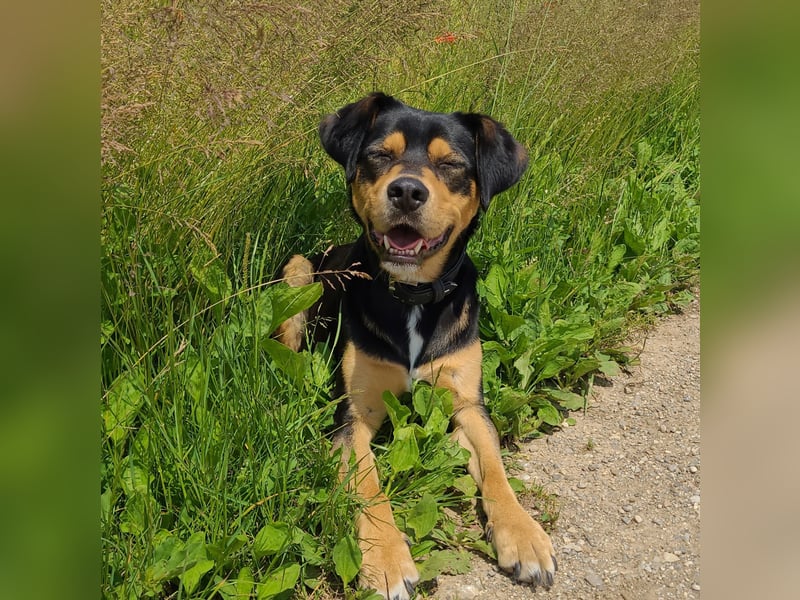 Zako sucht sein Für-Immer-Zuhause ❤️
