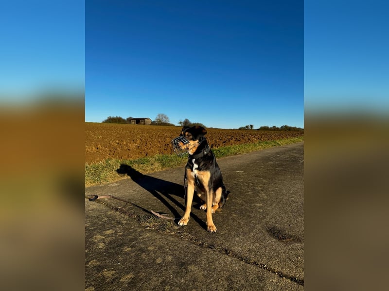 Zako sucht sein Für-Immer-Zuhause ❤️