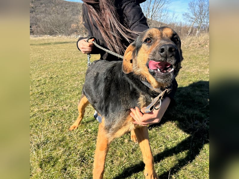 Simba sucht sein Für-Immer-Zuhause ❤️