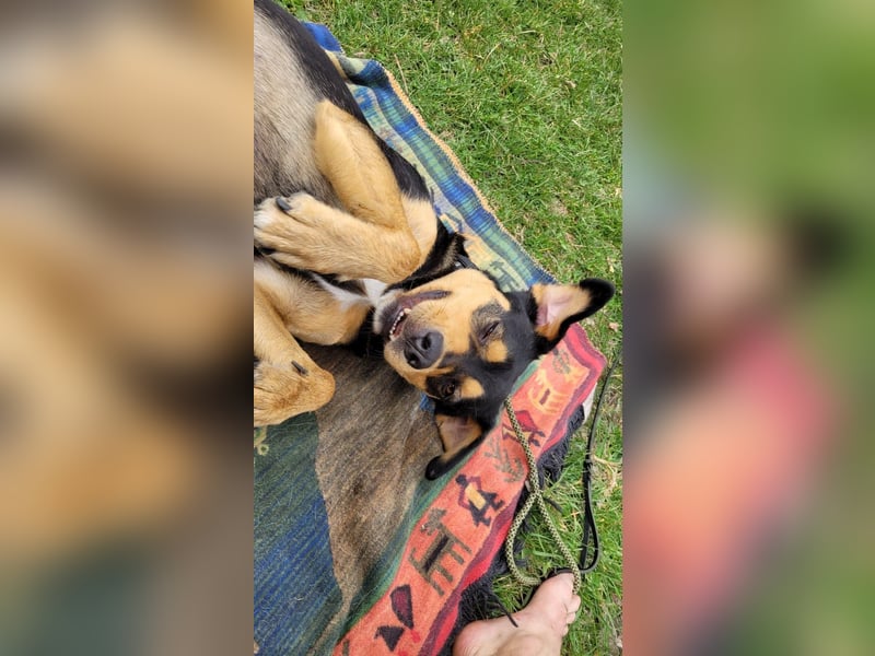 Zako sucht sein Für-Immer-Zuhause ❤️