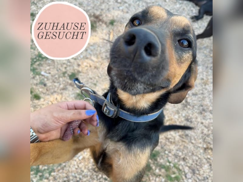 Simba sucht sein Für-Immer-Zuhause ❤️