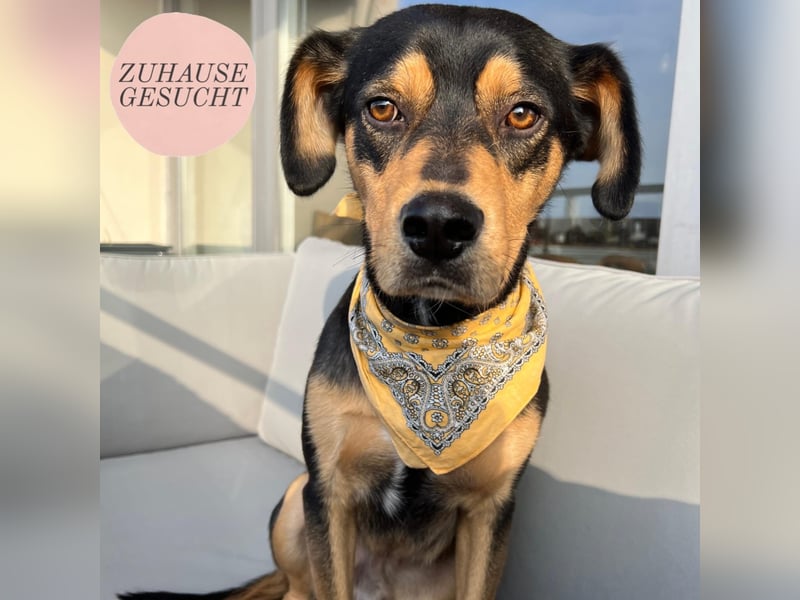 Zako sucht sein Für-Immer-Zuhause ❤️