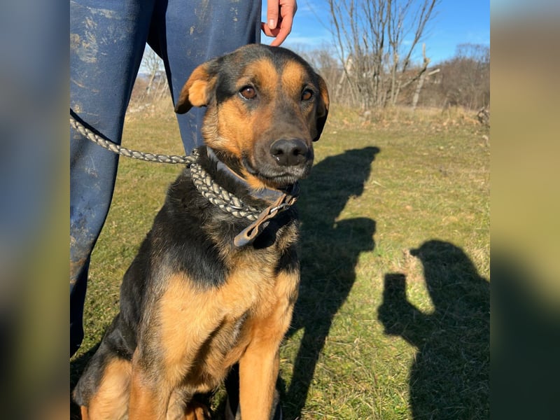 Simba sucht sein Für-Immer-Zuhause ❤️