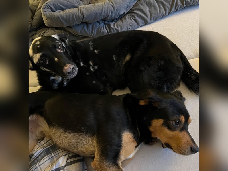 Zako sucht sein Für-Immer-Zuhause ❤️