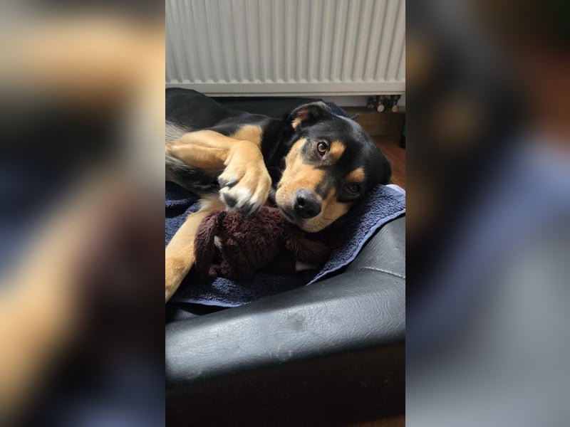 Zako sucht sein Für-Immer-Zuhause ❤️
