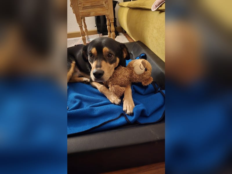 Zako sucht sein Für-Immer-Zuhause ❤️