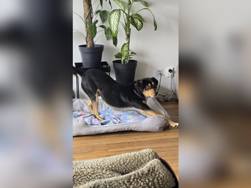Zako sucht sein Für-Immer-Zuhause ❤️