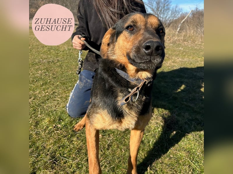 Simba sucht sein Für-Immer-Zuhause ❤️
