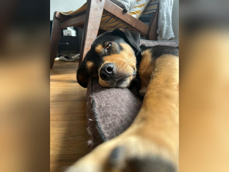 Zako sucht sein Für-Immer-Zuhause ❤️