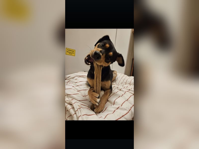 Zako sucht sein Für-Immer-Zuhause ❤️