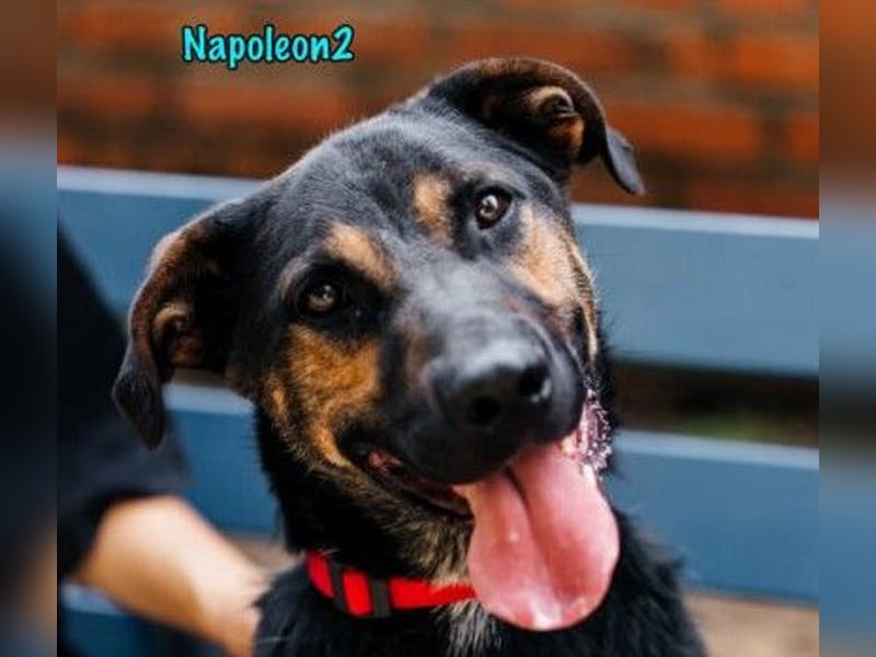 Napoleon2 geb. 2019 - kurzbeiniger kleiner Rüde mit großem Charme und Charakter!