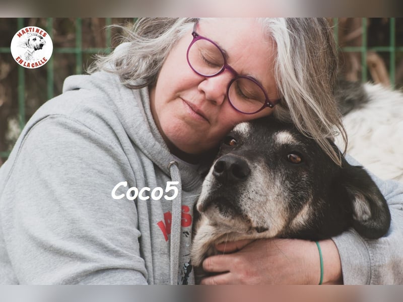 Coco5 06/2017 (ESP) - ein Engel auf vier Pfoten!