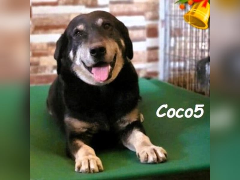 Coco5 06/2017 (ESP) - ein Engel auf vier Pfoten!