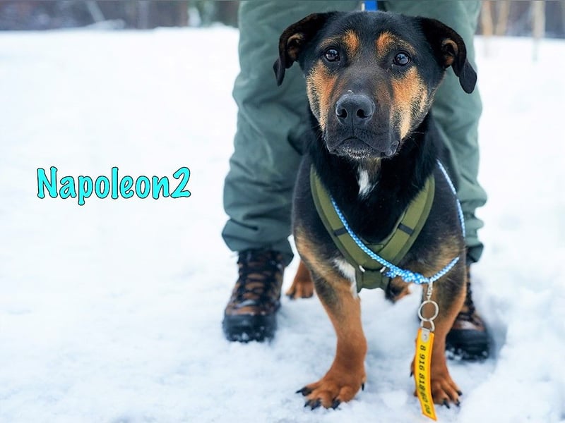 Napoleon2 geb. 2019 - kurzbeiniger kleiner Rüde mit großem Charme und Charakter!